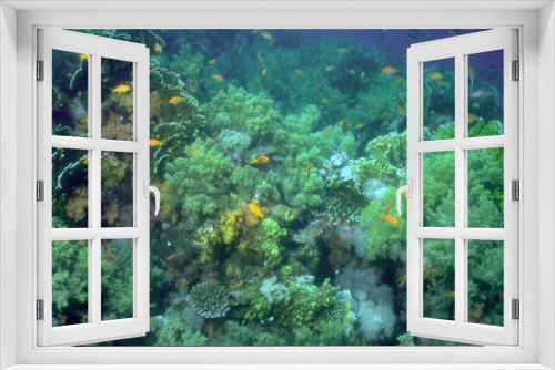 Fototapeta Naklejka Na Ścianę Okno 3D - 珊瑚と魚