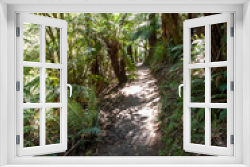 Fototapeta Naklejka Na Ścianę Okno 3D - Walking a trail through a forest of  tree ferns