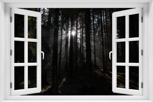 Fototapeta Naklejka Na Ścianę Okno 3D - dramatic backlight in the woods