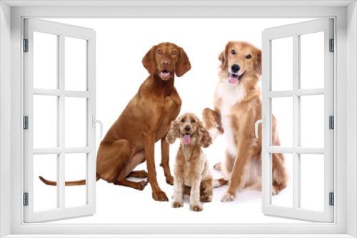 Fototapeta Naklejka Na Ścianę Okno 3D - Group of dogs