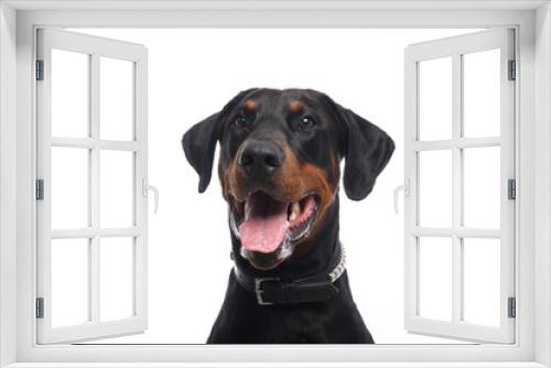 Fototapeta Naklejka Na Ścianę Okno 3D - Beautiful dog