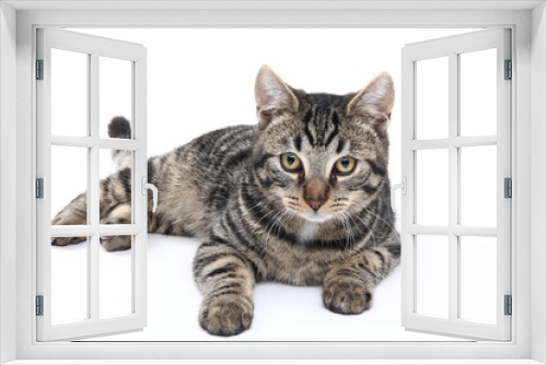 Fototapeta Naklejka Na Ścianę Okno 3D - Lovely cat
