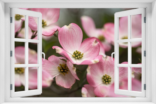 Fototapeta Naklejka Na Ścianę Okno 3D - Pink dogwood branch in bloom