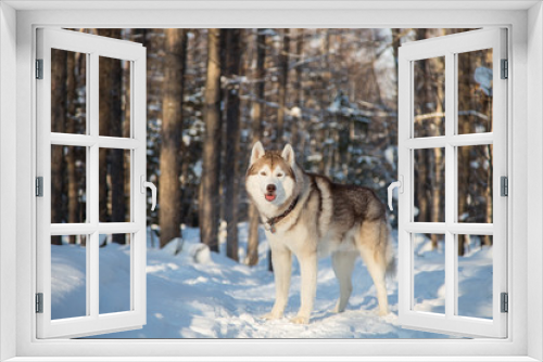 Fototapeta Naklejka Na Ścianę Okno 3D - Portrait of Siberian Husky male standing and looking to the camera in the winter forest at sunset. Husky dog is on the snow on the trees background