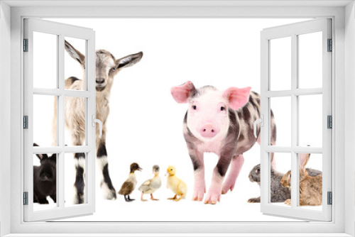 Fototapeta Naklejka Na Ścianę Okno 3D - Group of cute farm animals, standing together, isolated on white background
