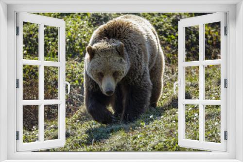 Fototapeta Naklejka Na Ścianę Okno 3D - Grizzly bear in Denali National Park