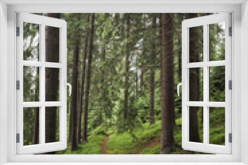 Fototapeta Naklejka Na Ścianę Okno 3D - Pathway in old pine wood. Vertical color photography.