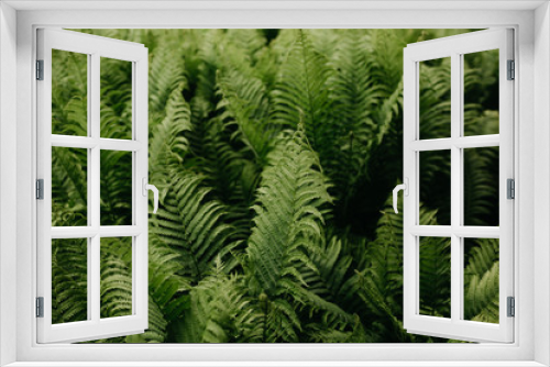 Fototapeta Naklejka Na Ścianę Okno 3D - Cluster of Ferns in a Garden
