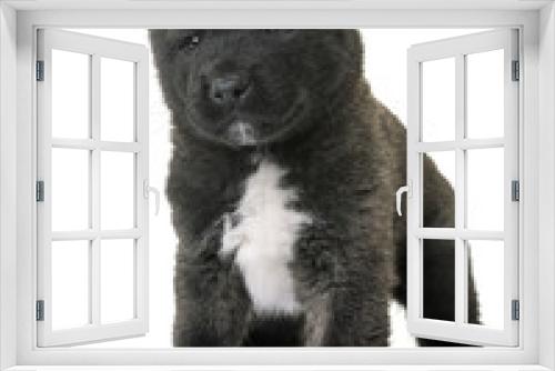 Fototapeta Naklejka Na Ścianę Okno 3D - puppy american akita