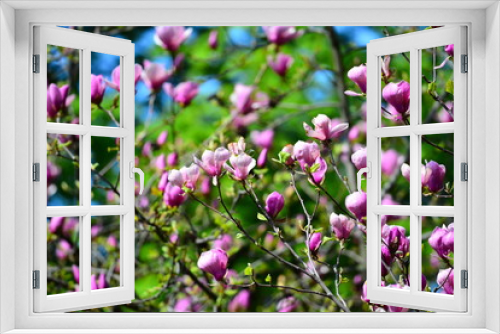 Fototapeta Naklejka Na Ścianę Okno 3D - Colorful, magic magnolia garden view. Blossom spring landscape.