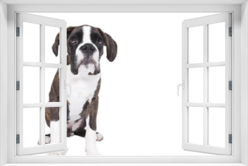 Fototapeta Naklejka Na Ścianę Okno 3D - Boxer puppy sitting