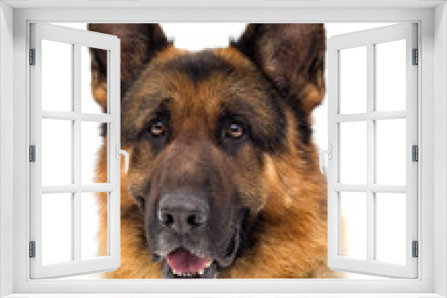 Fototapeta Naklejka Na Ścianę Okno 3D - dog portrait looks