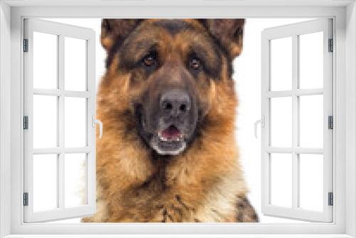 Fototapeta Naklejka Na Ścianę Okno 3D - German Shepherd dog portrait looks