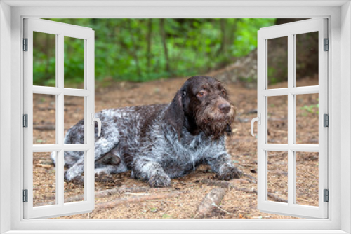Fototapeta Naklejka Na Ścianę Okno 3D - The dog breed  German Wirehaired Pointer drathaar in a forest meadow