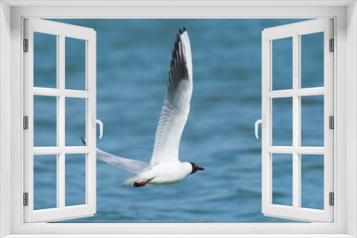 Fototapeta Naklejka Na Ścianę Okno 3D - Gull Larus ridibundus Black headed Gull flying over the lake 