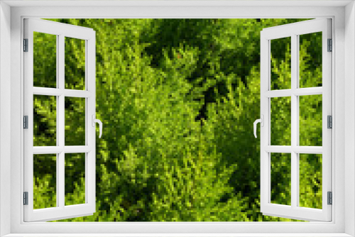 Fototapeta Naklejka Na Ścianę Okno 3D - Pine trees close up