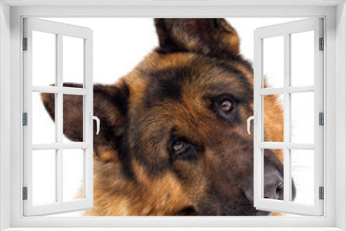 Fototapeta Naklejka Na Ścianę Okno 3D - funny muzzle German Shepherd dog looks