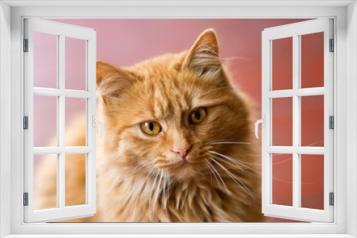 Fototapeta Naklejka Na Ścianę Okno 3D - Red-headed cat