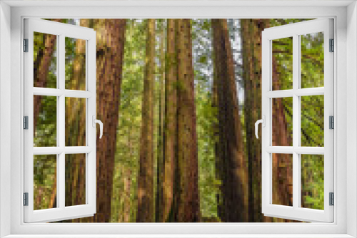 Fototapeta Naklejka Na Ścianę Okno 3D - Giant sequoia trees in the Redwoods Forest in California