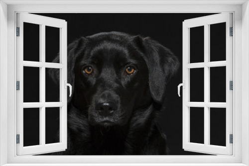 Fototapeta Naklejka Na Ścianę Okno 3D - Portrait eines schwarzen Labradors