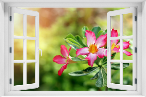 Fototapeta Naklejka Na Ścianę Okno 3D - Azalea flowers on green nature background