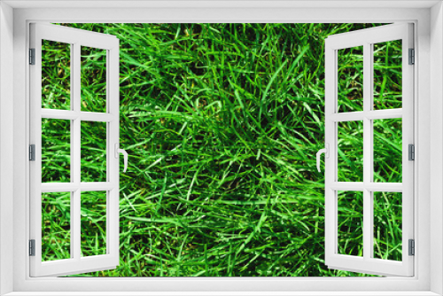 Fototapeta Naklejka Na Ścianę Okno 3D - Close-up of uncultivated wild green lawn. View from above. Green juicy grass background for spring and summer