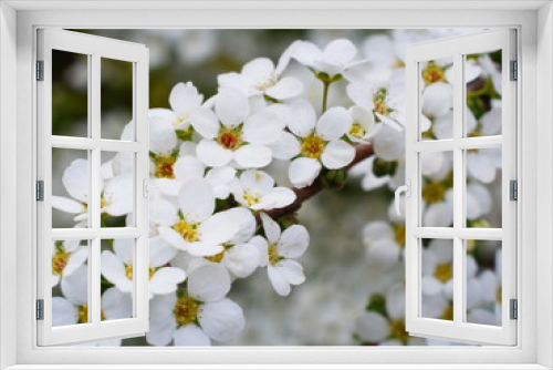 Fototapeta Naklejka Na Ścianę Okno 3D - ユキヤナギの白い小花