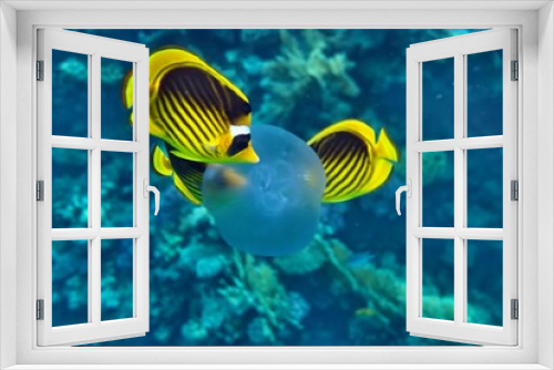 Fototapeta Naklejka Na Ścianę Okno 3D - the underwater world of the coral of the Red Sea