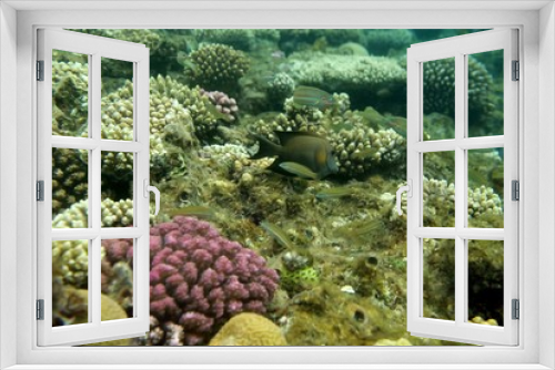 Fototapeta Naklejka Na Ścianę Okno 3D - the underwater world of the coral of the Red Sea