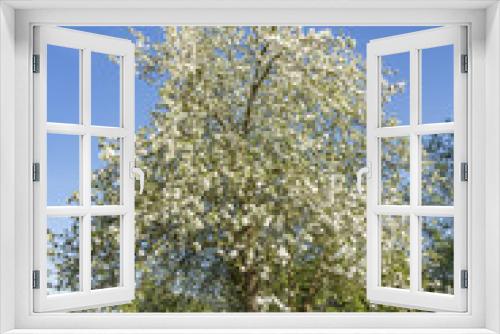 Fototapeta Naklejka Na Ścianę Okno 3D - white blooming apple tree
