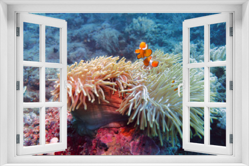 Fototapeta Naklejka Na Ścianę Okno 3D - Ocellaris Clownfish (Amphiprion ocellaris) in anemon