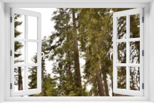 Fototapeta Naklejka Na Ścianę Okno 3D - The beautiful vintage green forest like a fairytale at Sequoia National Park