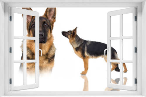 Fototapeta Naklejka Na Ścianę Okno 3D - shepherd puppy looking