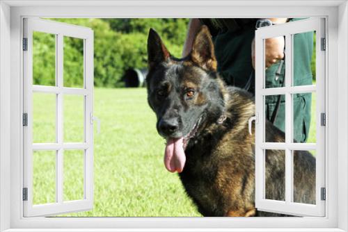 Fototapeta Naklejka Na Ścianę Okno 3D - Drug Canine K-9 Police Dog