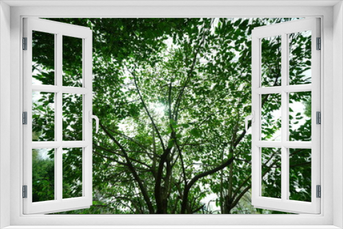 Fototapeta Naklejka Na Ścianę Okno 3D - 公園の木と光