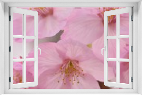 Fototapeta Naklejka Na Ścianę Okno 3D - Macro texture of Japanese Pink Cherry Blossoms in vertical frame