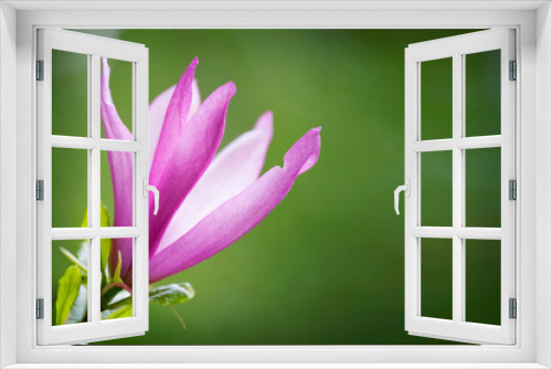 Fototapeta Naklejka Na Ścianę Okno 3D - magnolia flowers in spring