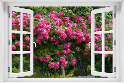 Fototapeta Naklejka Na Ścianę Okno 3D - Rosier sauvage rose 