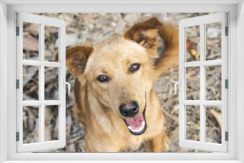 Fototapeta Naklejka Na Ścianę Okno 3D - portrait of a dog smile close up
