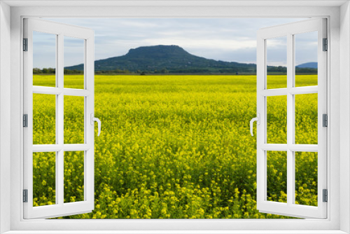 Fototapeta Naklejka Na Ścianę Okno 3D - oilseed rape field