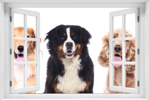 Fototapeta Naklejka Na Ścianę Okno 3D - Lovely Pets