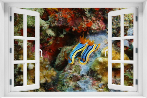 Fototapeta Naklejka Na Ścianę Okno 3D - True sea slugs