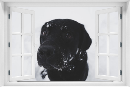 Fototapeta Naklejka Na Ścianę Okno 3D - labrador portrait winter snow