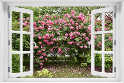 Fototapeta Naklejka Na Ścianę Okno 3D - Pink Roses Bush Garden
