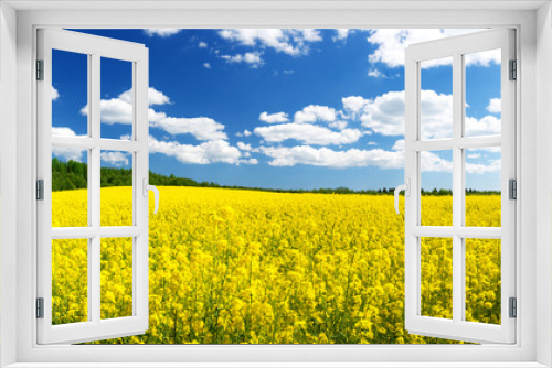 Fototapeta Naklejka Na Ścianę Okno 3D - yellow rapeseed field panorama with beautiul sky
