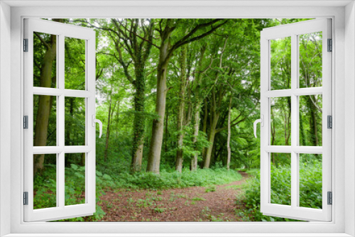 Fototapeta Naklejka Na Ścianę Okno 3D - Scenic road through green forest in Southern England
