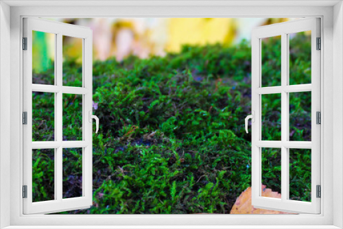 Fototapeta Naklejka Na Ścianę Okno 3D - Растительность в лесу