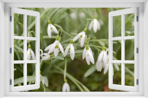 Fototapeta Naklejka Na Ścianę Okno 3D - Snowdrops - the first spring flower
