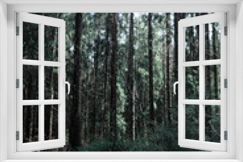 Fototapeta Naklejka Na Ścianę Okno 3D - Pine forest. Depths of a forest. Journey through forest paths. T