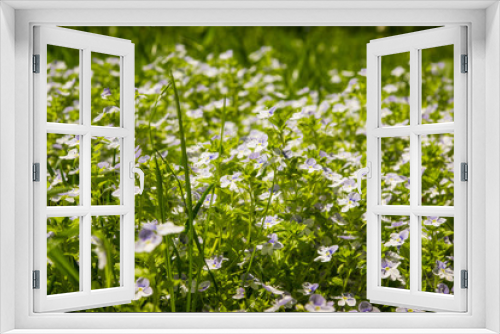Fototapeta Naklejka Na Ścianę Okno 3D - Glade with wildflowers in the spring forest